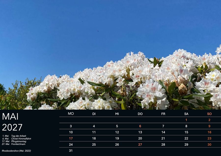 Mai im Wandkalender Heimatwetter 2027: Rhodeodendron, aufgenommen Mai 2022